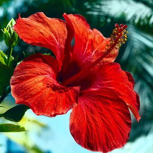 Hibisco resistente, plantas perennes, plantas facil mantenimiento