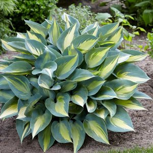 Hosta, plantas perennes, plantas facil mantenimiento