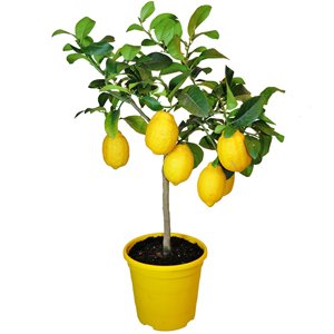 Limonero, planta limón, planta para regalar