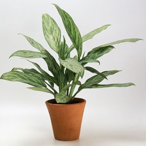 Planta Perenne China, aglaonema