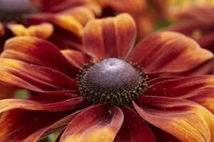 Rudbeckia, plantas perennes, plantas facil mantenimiento