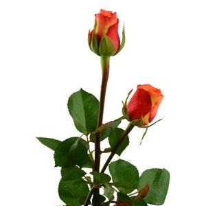 Rosas, planta para regalar