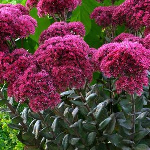 Sedum, plantas perennes, plantas facil mantenimiento