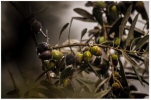 Calorías de una aceituna