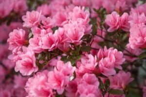 Hortensia, plantas para el frente de tu casa