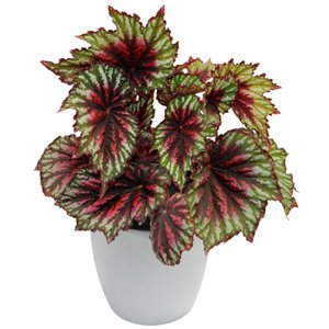 planta interior, cuidado plantas suculentas, Plantas Suculentas, Begonia Rex