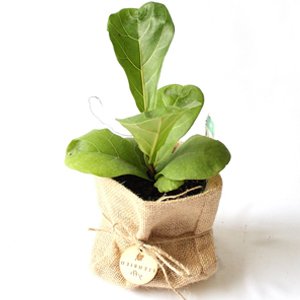 , planta interior, cuidado plantas suculentas, Plantas Suculentas, Fiddle Leaf Fig