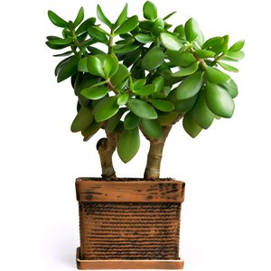 Planta de Jade, planta interior, cuidado plantas suculentas, Plantas Suculentas, crasulas, cactus,