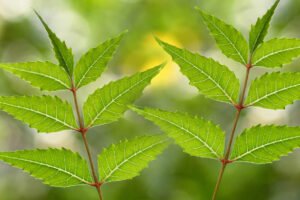 Planta de Neem, arbol de neem, semilla de neem