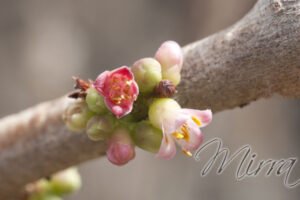 Efectos secundarios de la Mirra, Usos del aceite de mirra, Mirra propiedades, Otros nombres de la Mirra, Oro, incienso y mirra, La mirra en la biblia, Propiedades de la Mirra, Que es la mirra