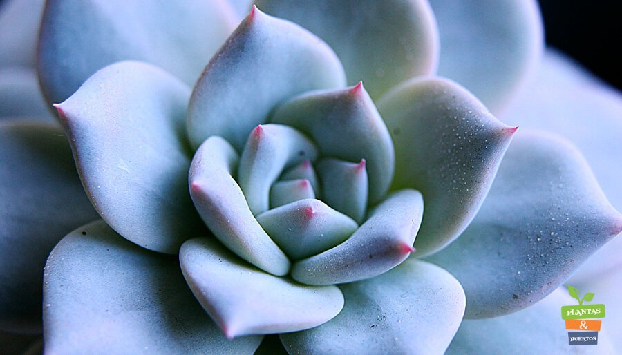 Plantas Suculentas echeveria, planta interior, cuidado plantas suculentas, Plantas Suculentas, crasulas, cactus,