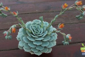 Plantas Suculentas echeveria, planta interior, cuidado plantas suculentas, Plantas Suculentas, crasulas, cactus,
