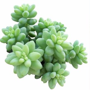 Plantas Suculentas Sedum Morganianum, Plantas Crasulas Colgantes