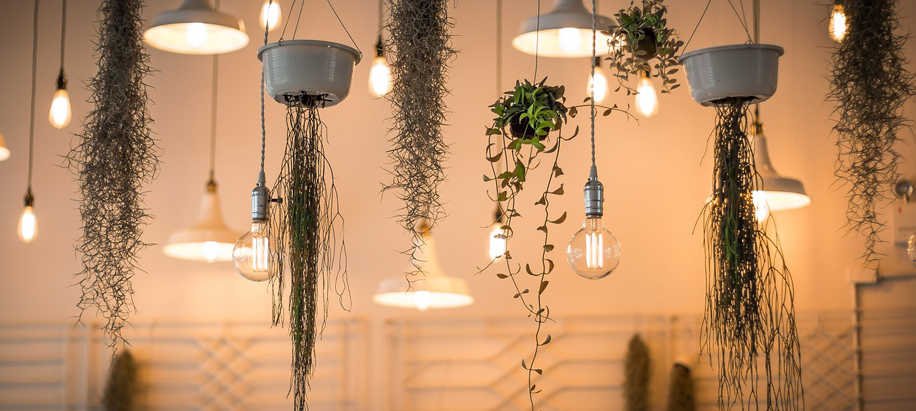 plantas de interior, iluminacion para plantas