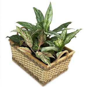 Plantas de Interior Aglaonema china