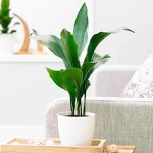 Plantas de Interior Aspidistra elatior