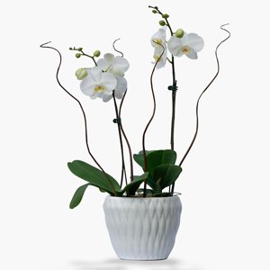 Plantas de Interior Orquideas