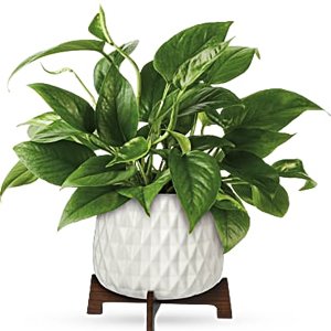 Plantas de Interior Pothos