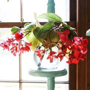 Plantas de Interior con agua Begonia