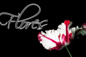 Azafrán Crocus, Flores más Caras del Mundo, Tulipanes, Oro de Orquídea Kinabalu, Orquídeas, lirios, flores de luna, Orquídea Nongke de Shenzhen, Juliet Rose, Flor de Kadupul