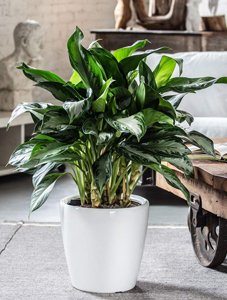 plantas para restaurant, plantas para oficina, Plantas para negocios Aglaonema