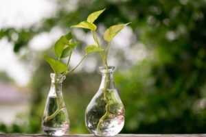 Propagación de las plantas de interior