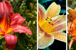 Tipos de Plantas Perennes, plantas para hogar, mejores plantas, flores perennes, plantas perennes mas bellas