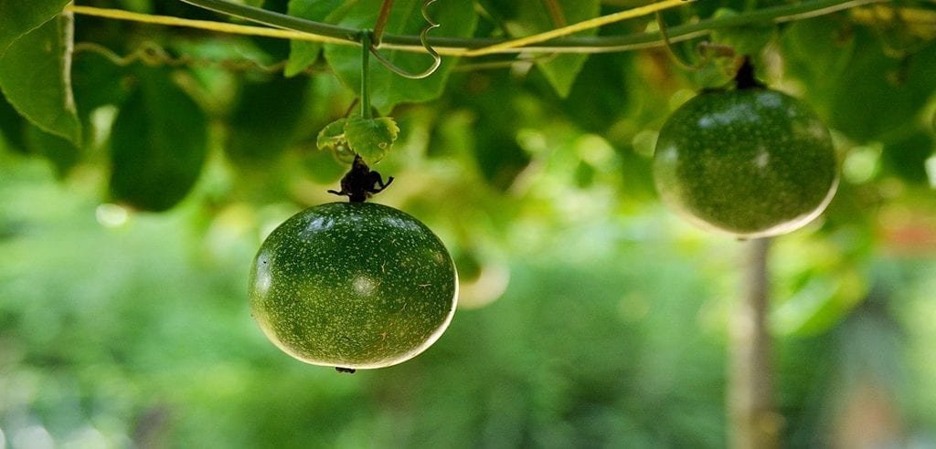 propiedades de la maracuya , agua de maracuya , maracuya flor , maracuya beneficios , maracuya propiedades , jugo de maracuya , planta de maracuya