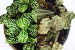 plantas con exceso de agua